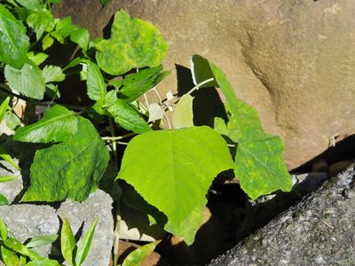Mallotus paniculatus, photographed by 葉子