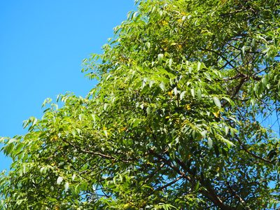 Trema orientale, photographed by 葉子