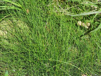 Equisetum ramosissimum, photographed by 葉子