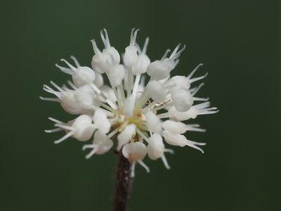 Hydrocotyle leucocephala, photographed by 葉子