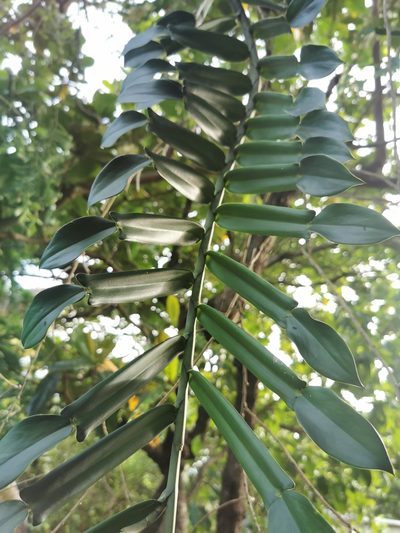 Pothos scandens, photographed by Justine Faure
