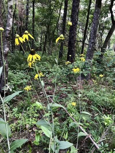 Rudbeckia scabrifolia, photographed by Laura Clark
