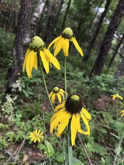 Rudbeckia scabrifolia, photographed by Laura Clark