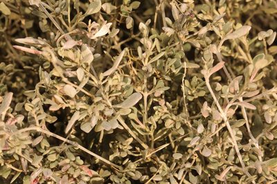 Halimione portulacoides, photographed by Stephen James McWilliam