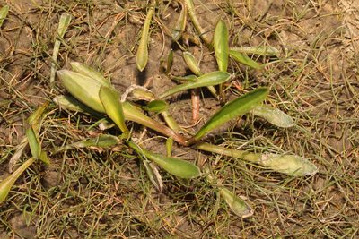 Tripolium pannonicum, photographed by Stephen James McWilliam