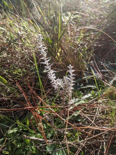 Lucilia acutifolia, photographed by Diego de la Hera