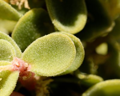 Tetragonia maritima, photographed by Nicolás Villaseca Merino