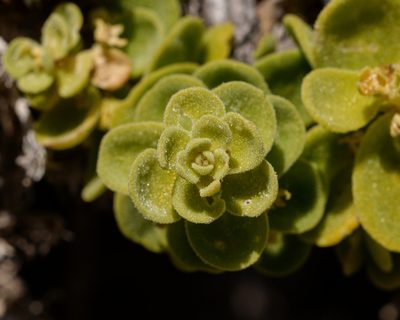 Tetragonia maritima, photographed by Nicolás Villaseca Merino