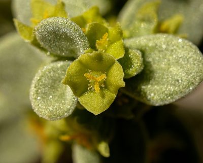 Tetragonia maritima, photographed by Nicolás Villaseca Merino