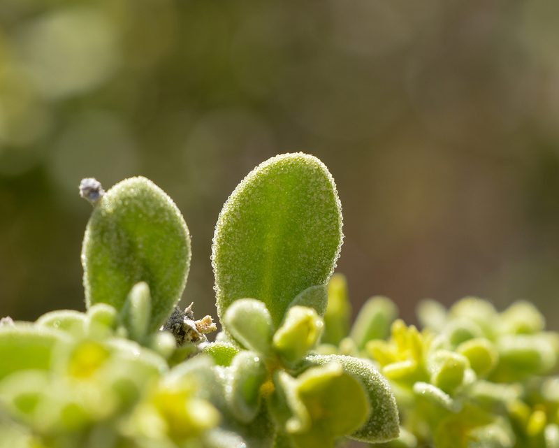 Tetragonia maritima, photographed by Nicolás Villaseca Merino