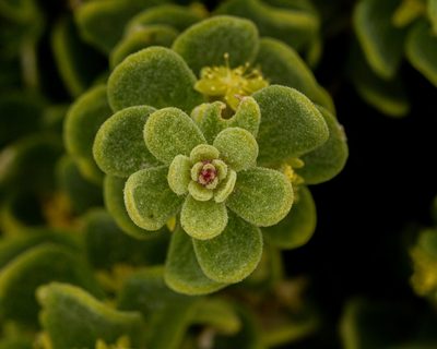 Tetragonia maritima, photographed by Nicolás Villaseca Merino