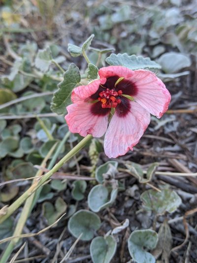 Pavonia revoluta, photographed by Diego de la Hera