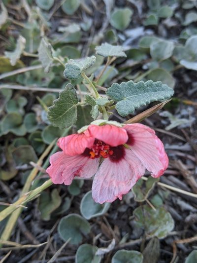 Pavonia revoluta, photographed by Diego de la Hera