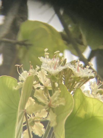 Phanera vahlii, photographed by John Kenrick Gibson