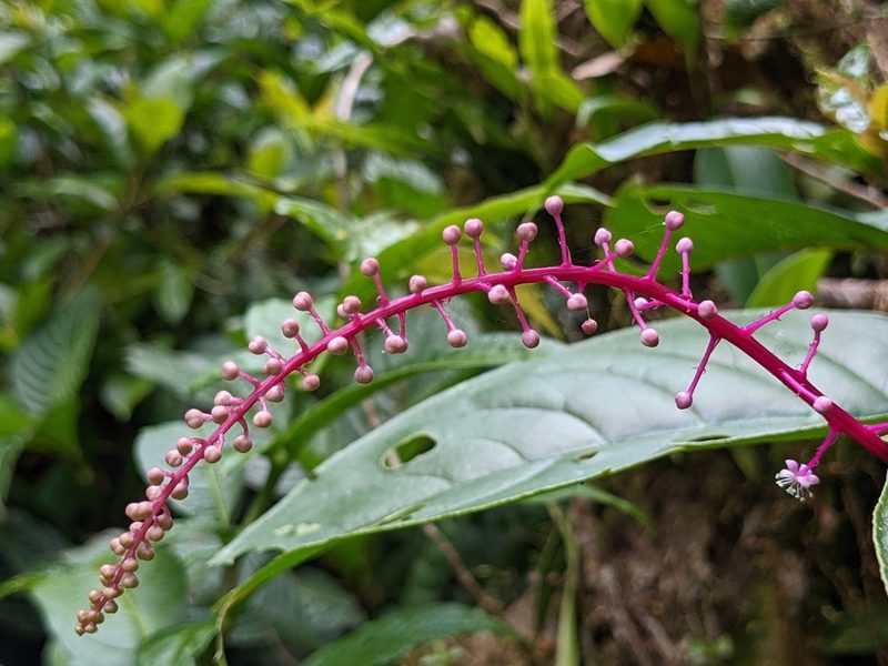 Phytolacca rivinoides, photographed by Attila Oláh