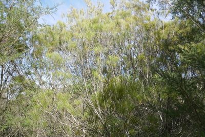 Allocasuarina littoralis, photographed by Gary Williams
