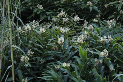 Hedychium flavescens, photographed by Tony Rebelo