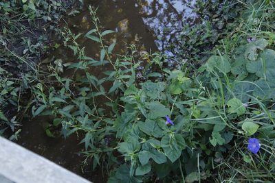 Persicaria hydropiper, photographed by Tony Rebelo