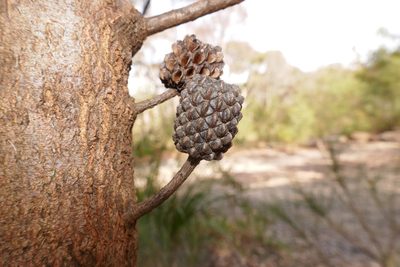 Allocasuarina littoralis, photographed by Gary Williams