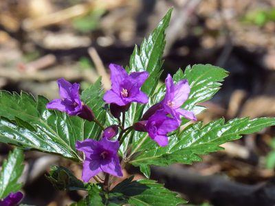 Cardamine glanduligera, photographed by Adam Śliż