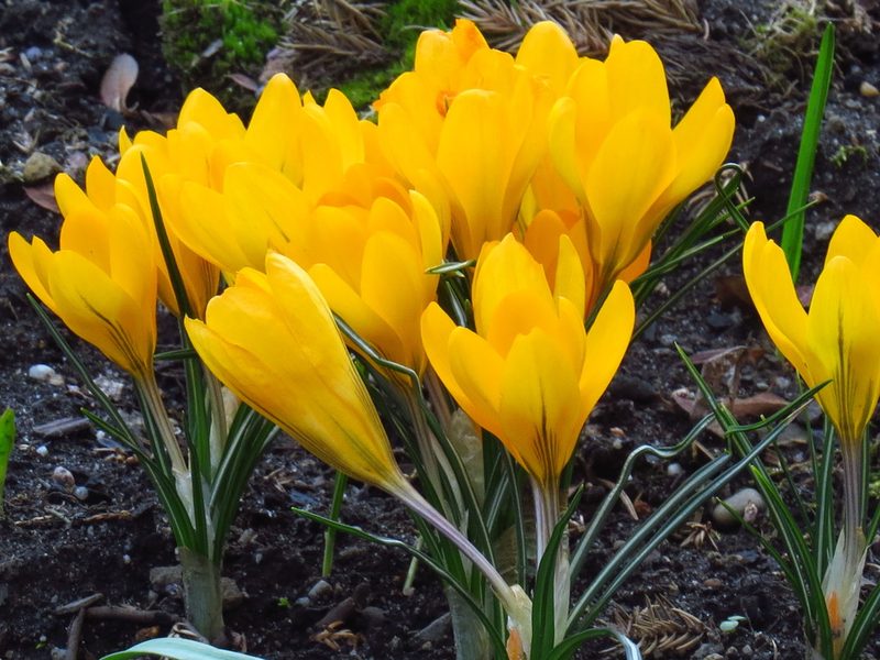 Crocus chrysanthus, photographed by Adam Śliż