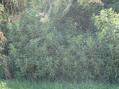 Myoporum insulare, photographed by Shaun Swanepoel