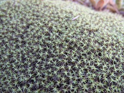 Pseudocrossidium crinitum, photographed by Shaun Swanepoel