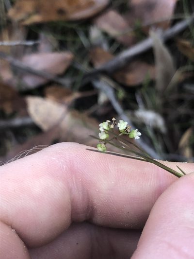 Platysace heterophylla, photographed by Connor Margetts