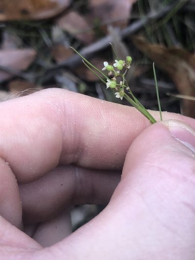 Platysace heterophylla, photographed by Connor Margetts