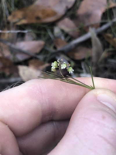 Platysace heterophylla, photographed by Connor Margetts