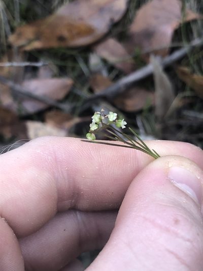 Platysace heterophylla, photographed by Connor Margetts