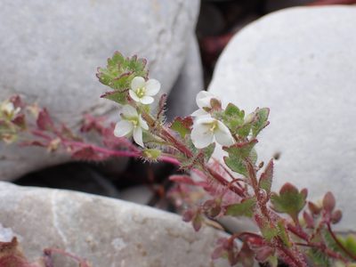 Veronica cymbalaria, photographed by Fabien Piednoir