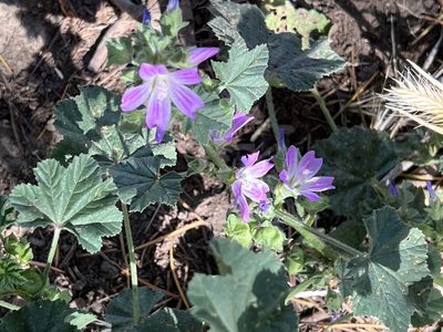 Malva multiflora, photographed by Chuck Wilson