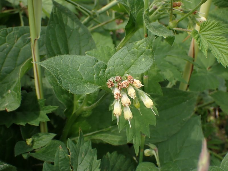 Symphytum bulbosum, photographed by Fabien Piednoir