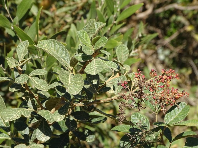 Searsia rehmanniana, photographed by Shaun Swanepoel