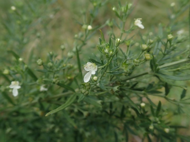 Teucrium trifidum, photographed by Jimmy Whatmore