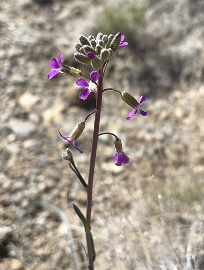 Boechera xylopoda, photographed by Nancy Overholtz