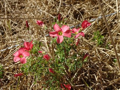 Oxalis pendulifolia, photographed by Shaun Swanepoel