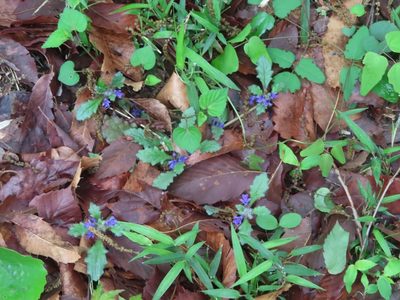 Ajuga decumbens, photographed by mami_t_t