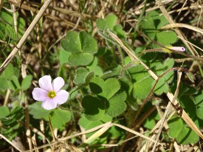 Oxalis imbricata, photographed by Shaun Swanepoel