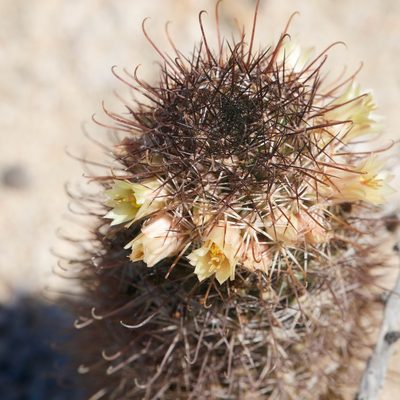Cochemiea armillata, photographed by Bill Levine