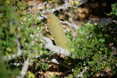 Ebenopsis confinis, photographed by Bill Levine