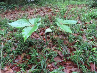 Arisaema ringens, photographed by mami_t_t