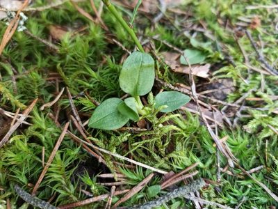 Goodyera repens, photographed by Игорь Васильев