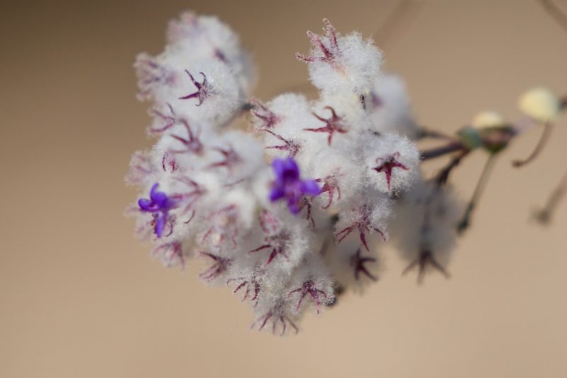 Condea laniflora, photographed by Bill Levine