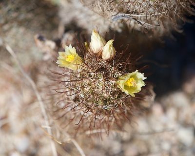 Cochemiea armillata, photographed by Bill Levine