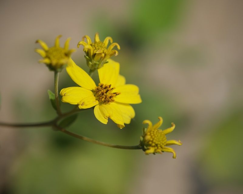 Viguiera deltoidea, photographed by Bill Levine