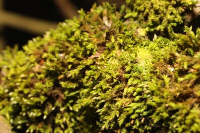 Orthotrichum pulchellum, photographed by Stephen James McWilliam