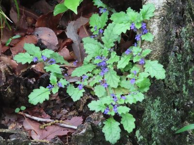 Ajuga decumbens, photographed by mami_t_t