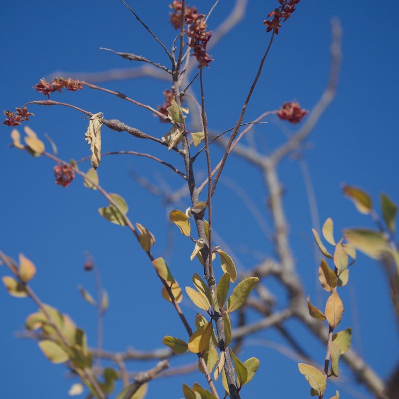 Stegnosperma halimifolium, photographed by Bill Levine